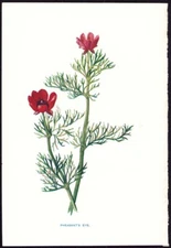c1879 Hulme Flowers Antique Botanical Print Pheasant's eye - Adonis autumnalis