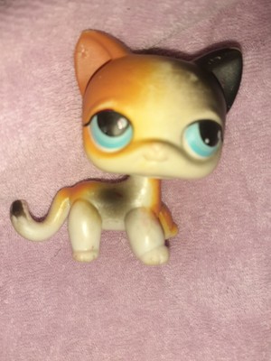 lps calico