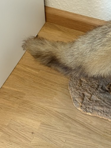 Tierpräparat,Fuchs,ausgestopft,Jagd,Präparat,Taxidermy,Trophäe,Fuchspräparat - Bild 18 von 20