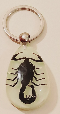 #ad Real Black Scorpion Glow in the Dark Pendant Necklace Keychain Resin Taxidermy B $48.75