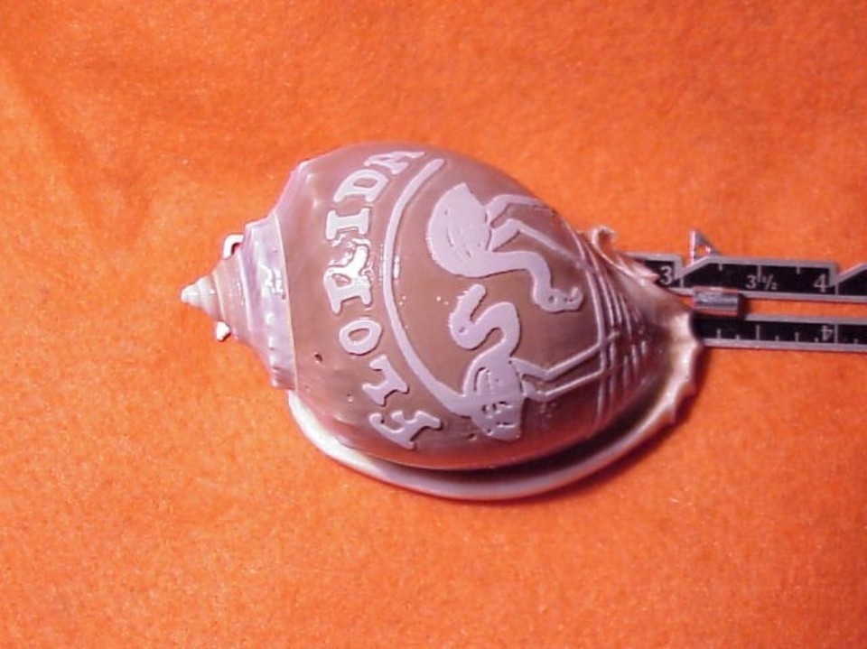 COWRIE COWRY SHELL~CARVED~FLAMINGOS*FLORIDA | eBay