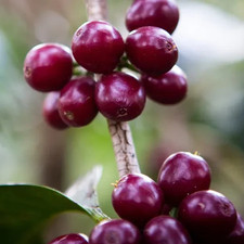SL9 Coffee Seedss 120 pcs Coffea sp. CERTIFIED Coffee Bean