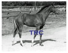 SECRETARIAT - BEAUTIFUL 8X10 YEARLING PHOTO TAKEN AT MEADOW FARM IN 1970!