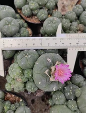 6-9cm Succulent Plant cactus home potted Garden beautiful Plants  WYSIWYG