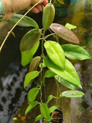 Hoya sp red indonesia  (size L) with phyto-certificates