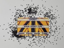 Dark Opal Purple Basil Seeds Non-GMO