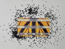 Dark Opal Purple Basil Seeds (Non-GMO)