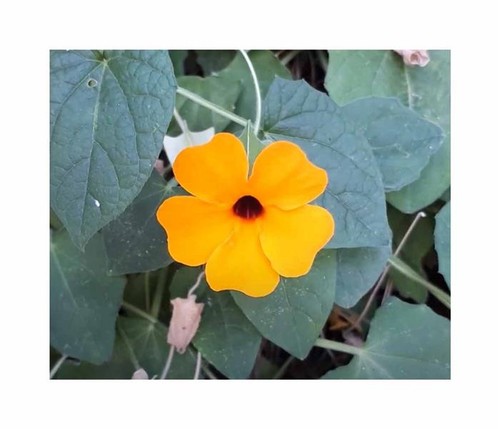 1 g Schwarzäugige Susanne Thunbergia alata Garten Pflanzen - Samen F-S564 - Bild 1 von 3