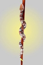 Hand-Carved Wooden Walking Stick with Realistic Snake Design   Unique Cane 36 In