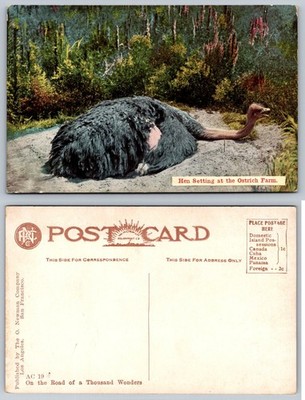 Ostrich Farm Hen Setting Vintage Postcard Los Angeles San Francisco