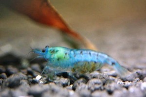 BLUE PEARL SHRIMP * Neocaridina sp. zhangjiajiensis * BEAUTIFUL | eBay
