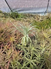 Tillandsia Gardneri Fuzzy Air Plant Rare Fuzzy Plant