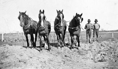 Drik Drik Victoria 1910 road-making contractor with his horse team OLD PHOTO