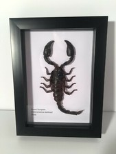 Forest Scorpion (Heterometrus laoticus) in Box Frame Taxidermy Insect Art