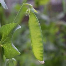 Pea Seeds, Oregon Sugar Pod, Non-GMO, High Yield & Hardy, Free Shipping