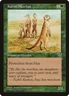4x Karoo Meerkat - LP - Mirage - SPARROW MAGIC mtg