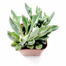 Senecio kleiniiformis - Spear Head Succulent Plant