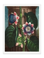 The Quadrangular Passion Flower Temple of Flora Botanical Art Print - Wall Decor