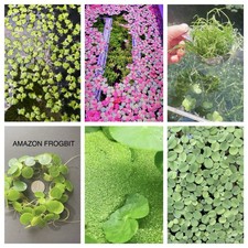 Floating 6 Kind Of Plant Live Aquarium Plants Buy 2 Get 1 Free