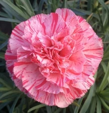 100 Bob's Highlight Carnation Seeds Dianthus Flowers Seed Flower Perennial 1048