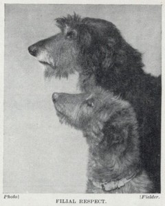 Scottish Deerhound "Heads" - 1934 Vintage Dog Art "Photo" Print - CUSTOM MATTED