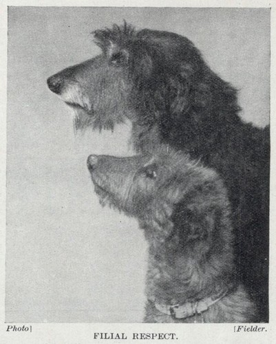 Scottish Deerhound "Heads" - 1934 Vintage Dog Art "Photo" Print - CUSTOM MATTED
