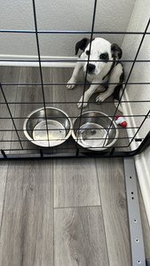 Steel Pet Crate for Small Dog 36 in