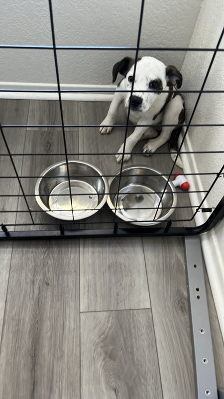 Steel Pet Crate for Small Dog 36 in