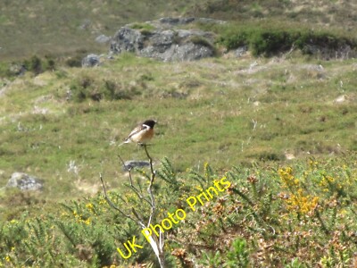 Foto 6x4 Stonechat (Saxicola torquata) am Ufer des oberen Tallybr um 2015