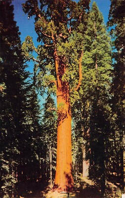 General Sherman Tree Giant Sequoia Three Rivers California Vtg Postcard A12