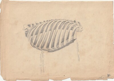 Anatomic drawing