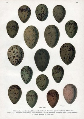 Möwe Raubmöwe Eier Ei egg eggs Vogel Vögel bird birds Lithographie Naumann 1890