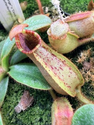 Nepenthes veitchii ('Orange' x 'Candy Dreams'), Seed-grown