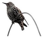 speckledstarling_uk