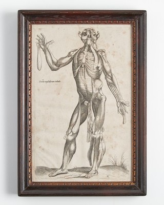 Andreas Vesalius Sexta Musculorum Tabula 1642 Copperplate Engraving Framed