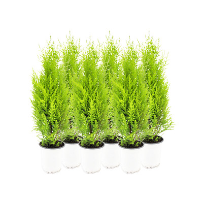 6-PK Live Dwarf Lemon Cypress, Live Indoor Tree, Fragrant Plant, 4.5-in Pots