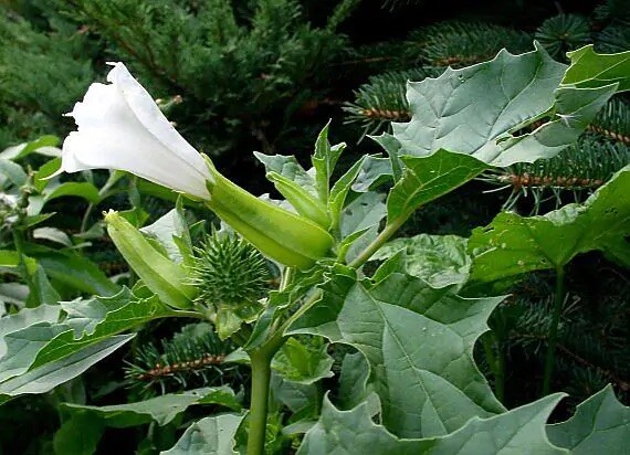 rare philodendron Buy Rare Philodendron Painted Lady Rare main image 1