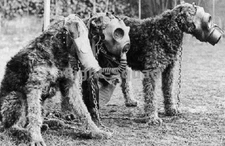 WW2 Photo Picture  Dogs with gas masks  1563