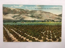An Orange Grove near the Foothills, California