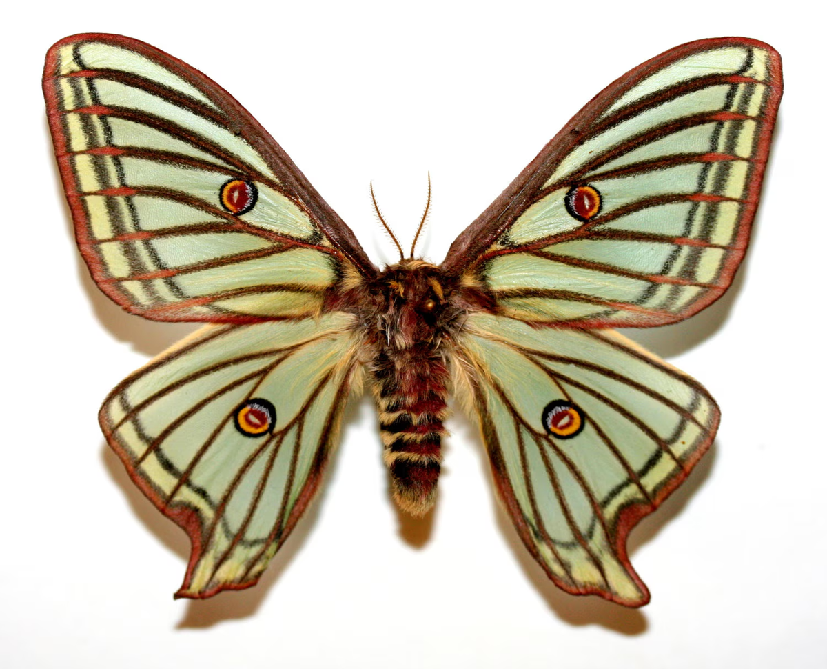 Insect Butterfly Moth Actias Graellsia isabellae-Rare Pair