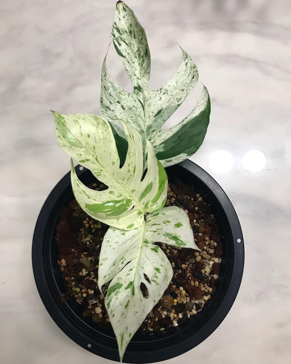 philodendron boogie Philodendron Narrow 'Jungle Boogie' Variegated - Exact Plant #20B