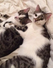 BULK CATNIP 1 POUND FRESH/DRIED/**FREE SHIPPING*** "2026" CROP