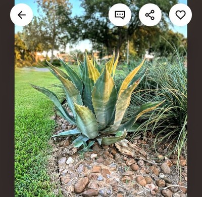 Agave Marmorata (Marbled Agave)