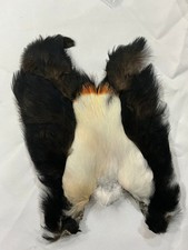 Toco Toucan complete breast