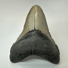 Megalodon Shark Tooth 4.90 Inch Sharp - Serrated Fossil - Thick Lower Jaw 19768