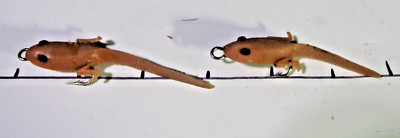 TWO LARGE Vintage LE Hinton Pollywogs, Tadpoles, Rigged w/molded-in Double Hook