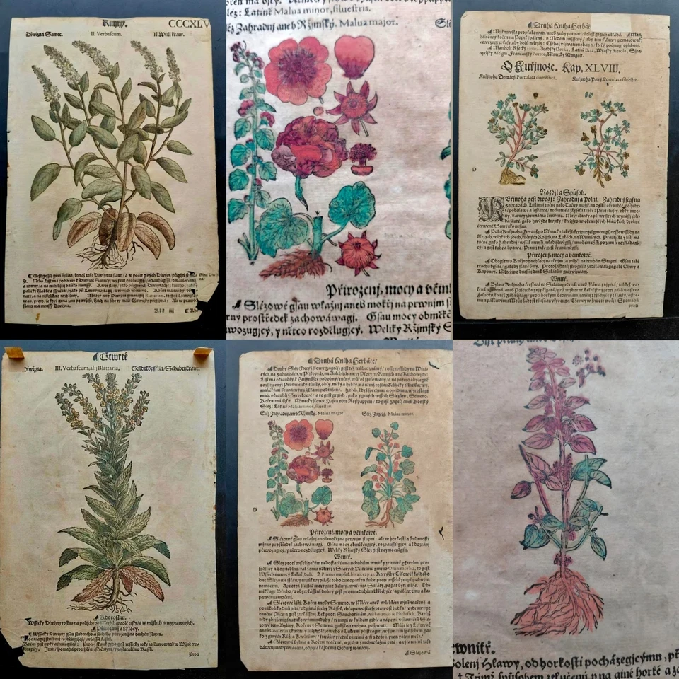 HERBARIUM 1596 -  Czech translation of Mattiol's Herbal 1562 - Image 2 of 4