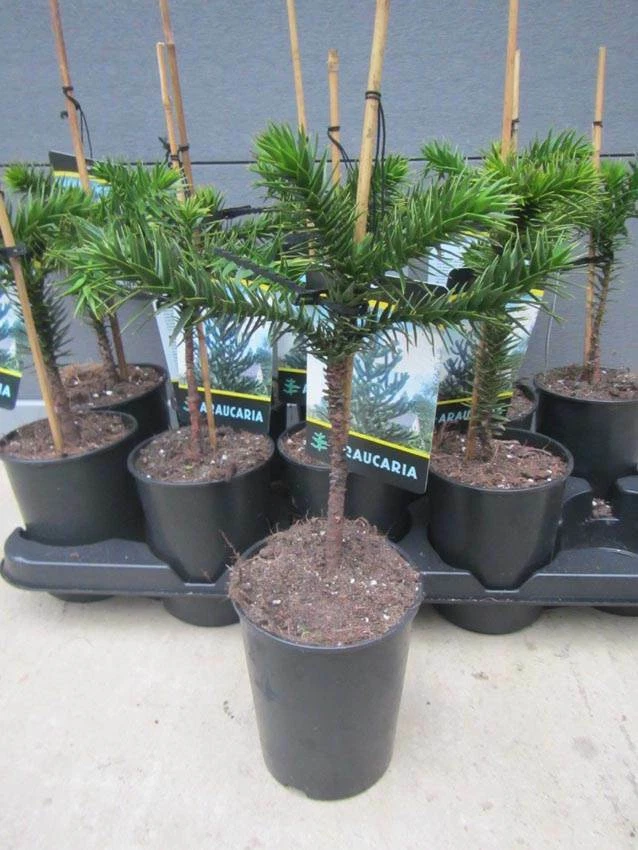 Araucaria araucana - Schmucktanne   25-35cm  Winterhart - Andentanne (2,5 Jahre) - Bild 2 von 4