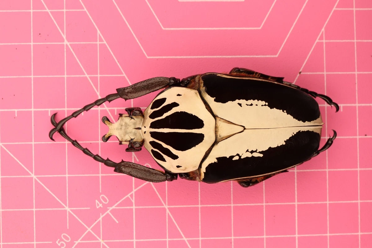 Goliathus Beetle Just Listed 2026