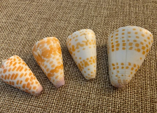 4 Conus Tessulatus 35.4mm, 38.9mm, 39.2mm, 46.6mm